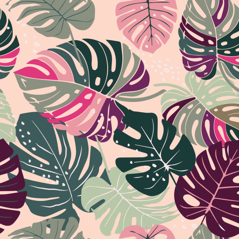 Rosy Monstera Melange