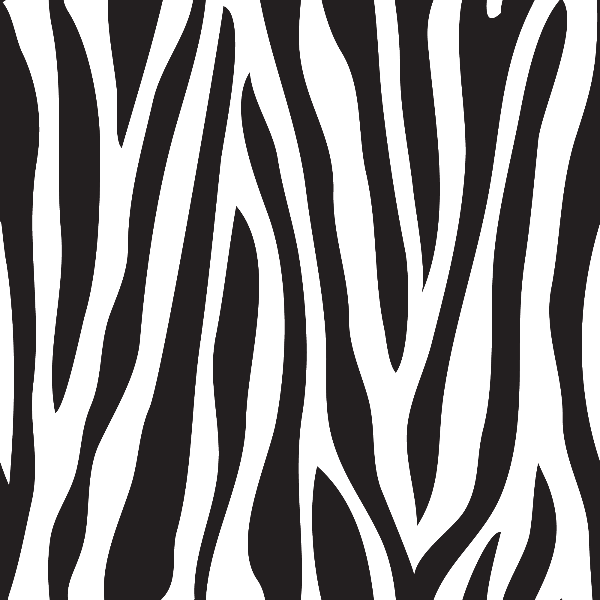 Zebra 2
