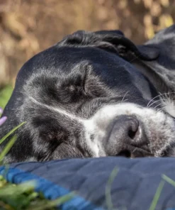 Ylva fühlt sich auf der BUMER Hundematte sehr wohl