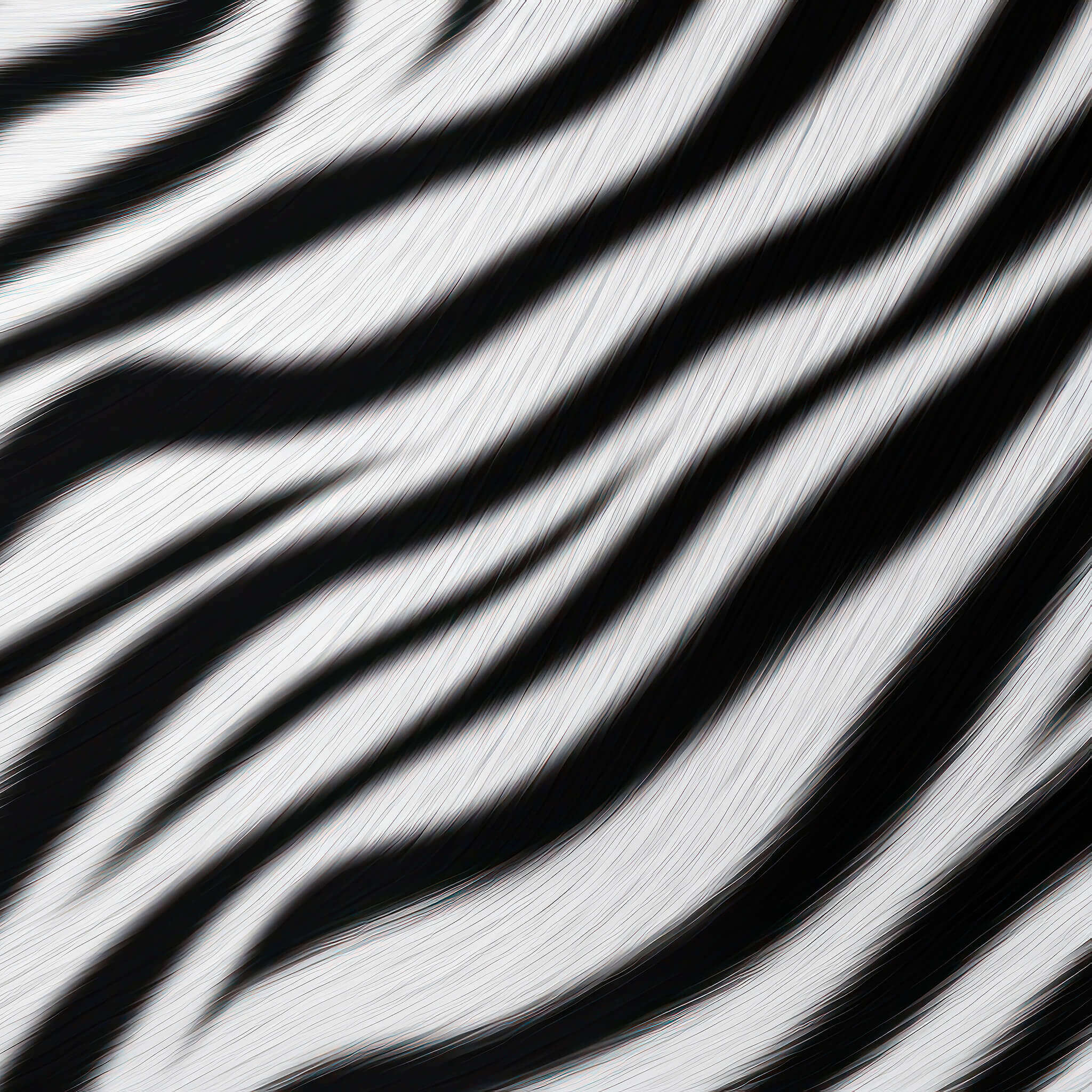 ZEBRA (realistisch)