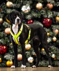 BUMER Hundegeschirr, gepolstert, (Softshell), komplett konfigurierbar WEIHNACHTEN