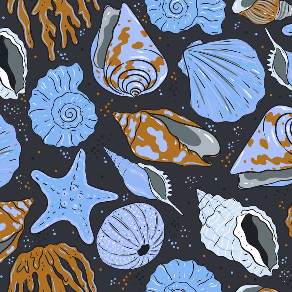 Seashell Serenade
