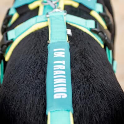 BUMER Leinen-Banderole für Hundeleine, (Softshell)