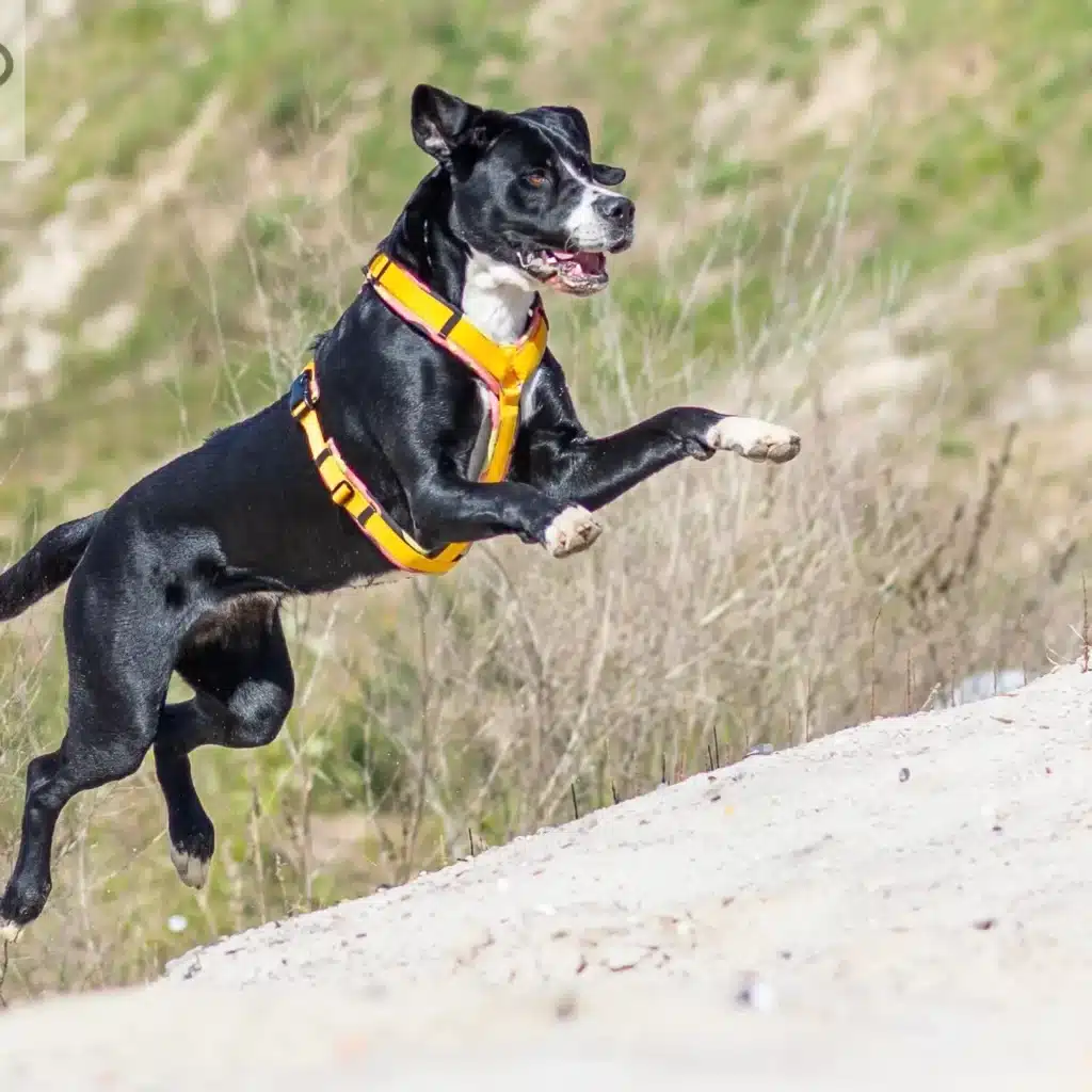 BUMER Hundegeschirr, COMOUFLAGE, (Softshell), komplett konfigurierbar